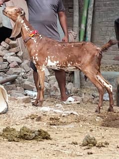 Makkhi