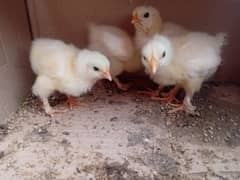 Heavy White Buff Chicks