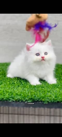 Persian kitten | Triple| Fluffy kitten 03317047936 WhatsApp