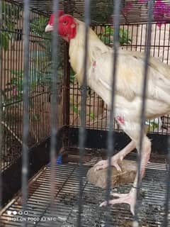 Aseel sindhi | Aseel shamo | hens | Chicks | Sindhi | Shamo For Sale