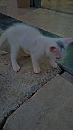 PERSIAN FEMALE KITTY FOR SALE