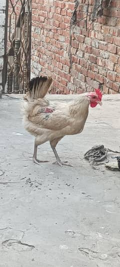 pair of hen sale