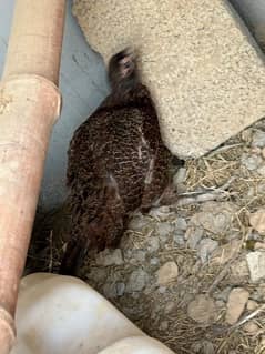 frizzle for sale only 32000