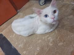Turkish cat's pair