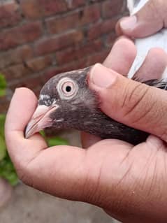 High Flyer Kabootar