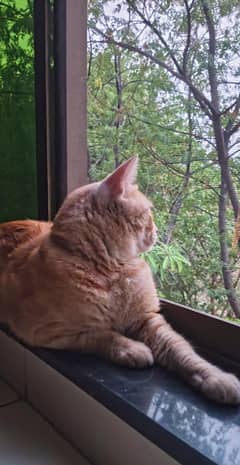 orange Persian cat