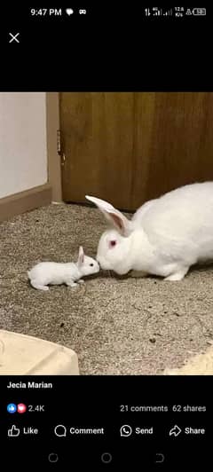 newziland white breed 5kg plus breed top quality adult and breedar for