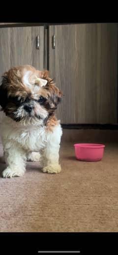 Shih