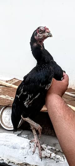 Mushki aseel Madi for sale