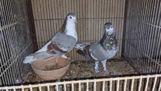 lalband sherazi gandedaar or guldaar pair for sell
