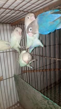 Lovebird breeder pair for sell  2 pair han 1 extra female hai