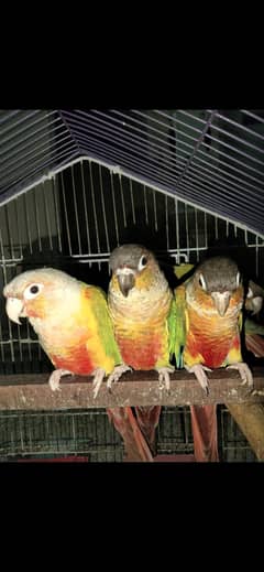 pineapple conure and yellow sided conure pairs in high red factor