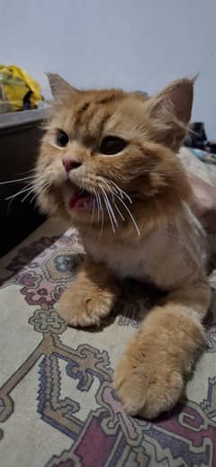 persian cat