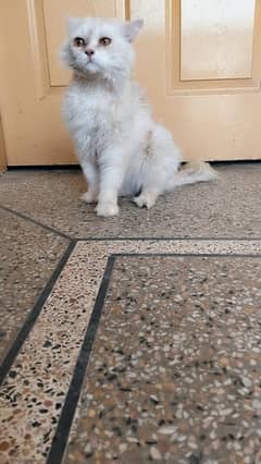 Persian