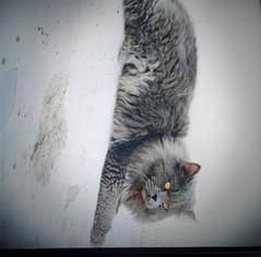 male cat for sale