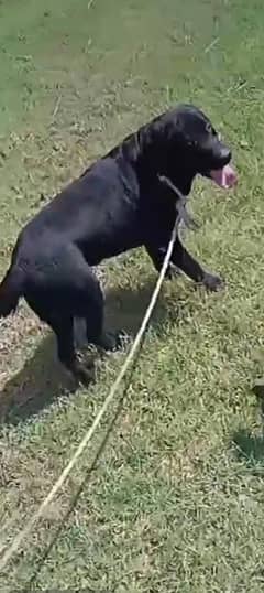 Labrador black colour