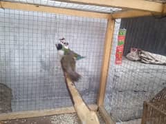 goldian finch