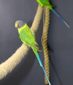 plumhead female 03248847543