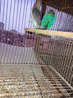 Blue pasnata pair for sale. . . . !