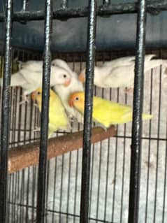 Mix Colour LoVe Birds