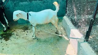 white teda male