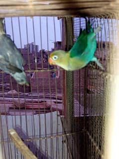 Blue pasnata pair for sale