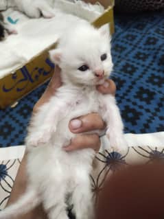 New born Persian cat babies triple coat tiger eyes