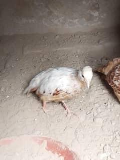 White Teetar