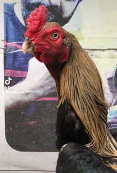 parrot beak long tail male for sale