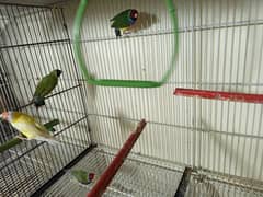gouldian