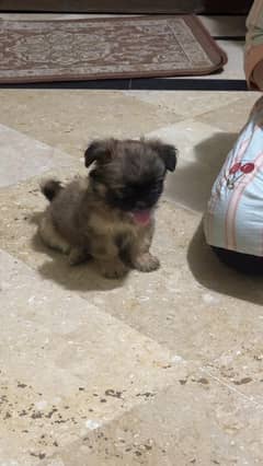 shitzu puppy/ Pup/ shitzu Dog / Dog for sale / shitzu