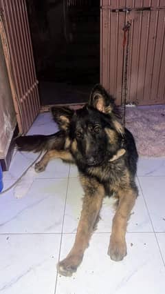 German