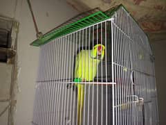 Green RingNeck