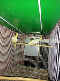 Breeder pair