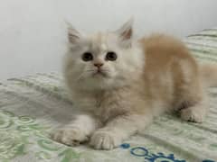 Persian kittens for sale