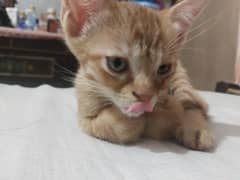 Cats sale