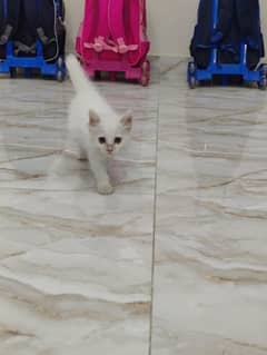 Persian