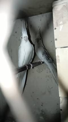 for