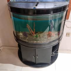 Curved glass aquarium with black cabinet stand