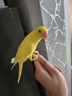 Yellow Ringneck 2 Patty Pair