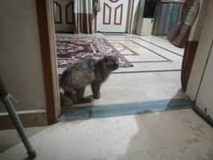 parsion cat triple coded