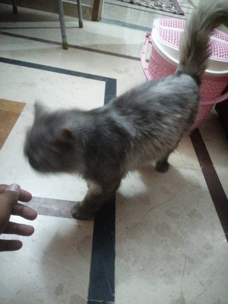 parsion cat triple coded 1