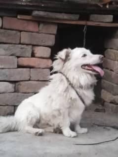 dog