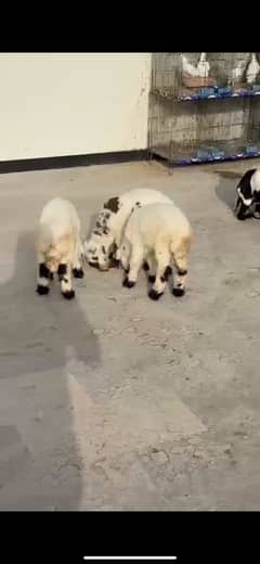 Lambs