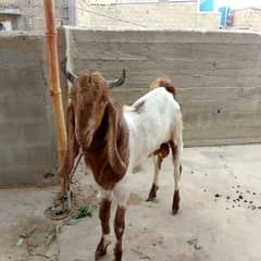 Bakra