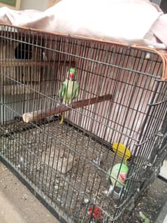 Raw Parrots Breeder Pair