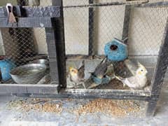 coctail parrots