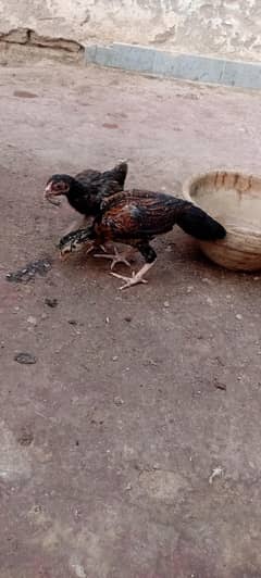 aseel chicks for sale