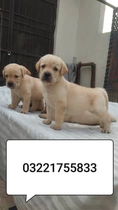 Labrador