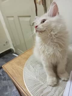 Persian kittens